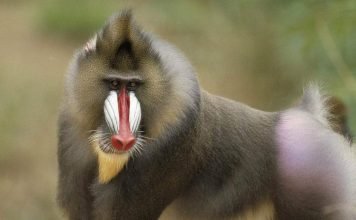 Стаи бабуинов. Как общаются обезьяны?