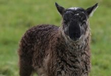 Базл – среднее между бараном и козой