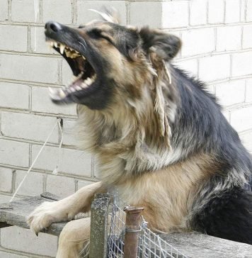 Бешеная собака покусала женщину и ее 7-летнего сына