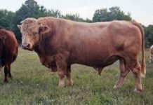 Бифало – бизон, скрещенный с коровой