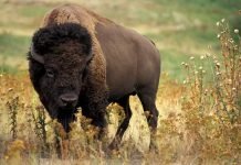 Бизонозубр – бизон плюс зубр