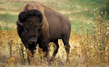 Бизонозубр – бизон плюс зубр