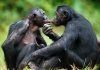Ученые: общение обезьян бонобо между собой — переходное звено к человеческой речи