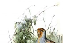 Бородатая куропатка: образ жизни и поведение