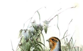 Бородатая куропатка: образ жизни и поведение