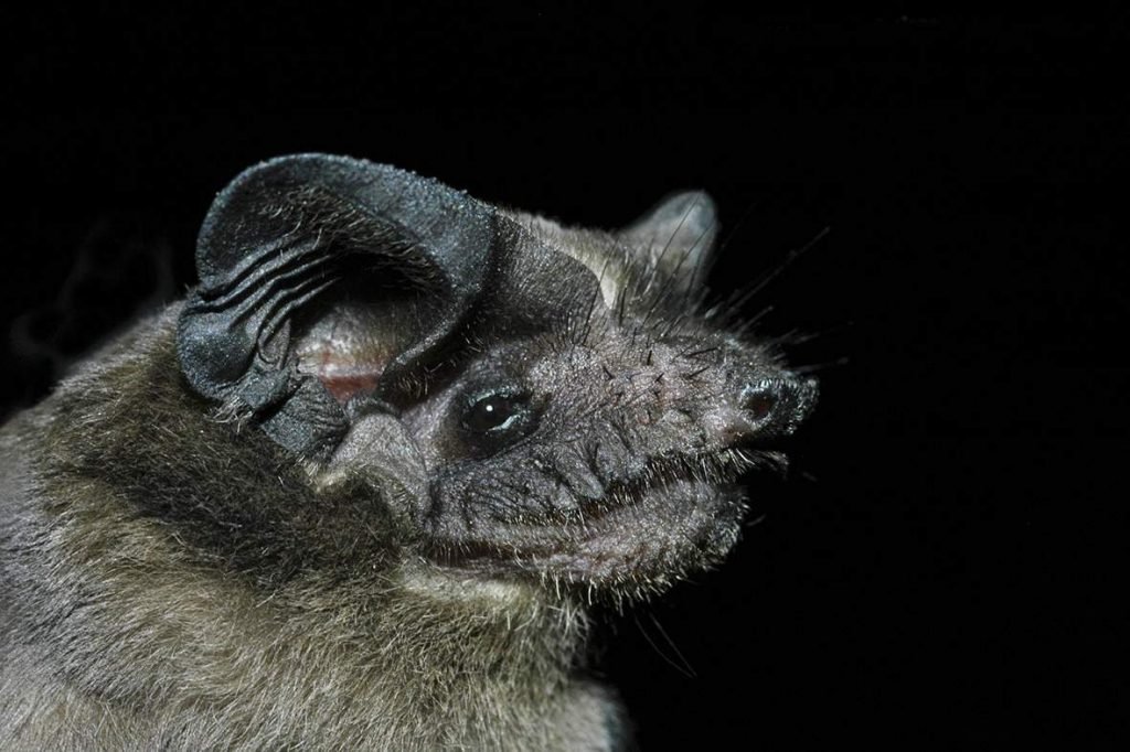 Бразильский складчатогуб (Tadarida brasiliensis).