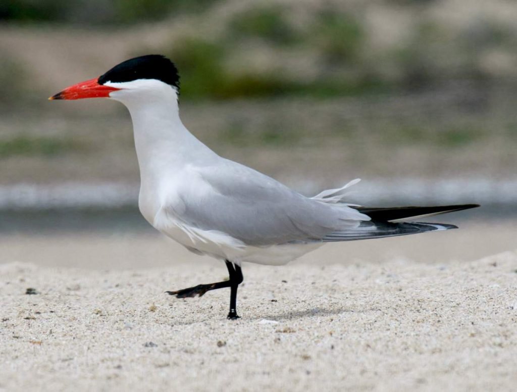 Чеграва (Hydroprogne caspia).