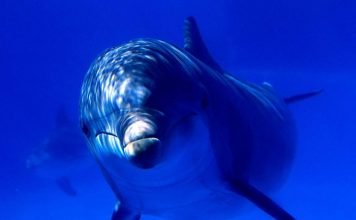 Дельфин-шпион на службе у израильской разведки