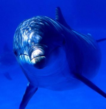 Дельфин-шпион на службе у израильской разведки