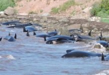 В Канаде на берег выбросились шестнадцать дельфинов