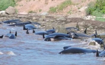 В Канаде на берег выбросились шестнадцать дельфинов