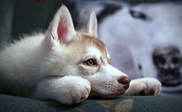 В России 15 августа отметят Всемирный День бездомных животных