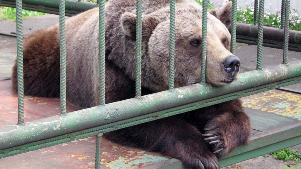 15 августа в зоопарке Челябинска отметят медвежий праздник.