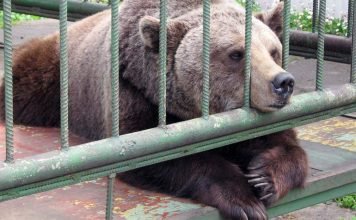 15 августа в зоопарке Челябинска отметят День медведей-сладкоежек