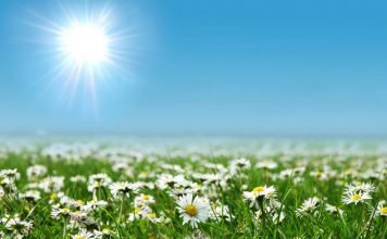 Ученые: динозавры могли пастись на ромашковых полях