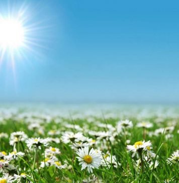 Ученые: динозавры могли пастись на ромашковых полях