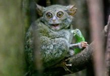 Долгопят-привидение – потустороннее существо или примат?