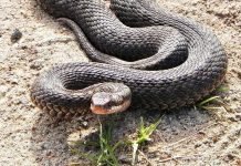 На Кубани мужчину укусила гадюка