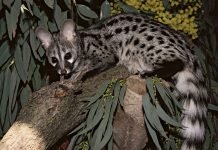 Генета обыкновенная: что за зверь? Фото генеты