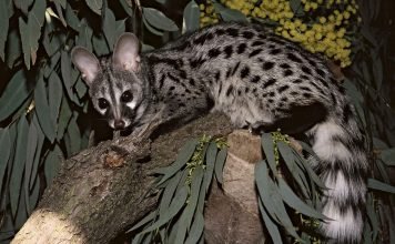 Генета обыкновенная: что за зверь? Фото генеты