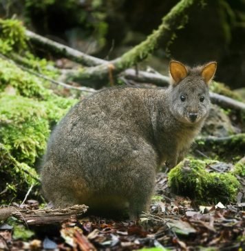 Гибридный кенгуру: возможен ли кенгуру из пробирки?