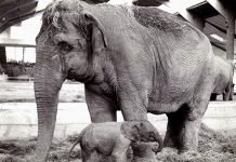 Гибридный слон и его 12-дневная жизнь