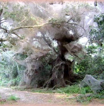 Американские ученые обнаружили гигантскую паутину – продукт ткачества колонии пауков