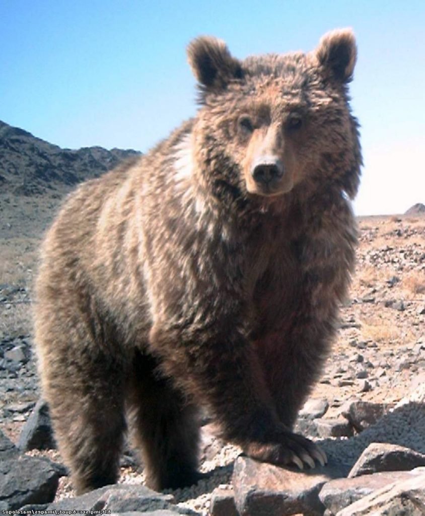 Гобийский бурый медведь (Ursus arctos gobiensis).