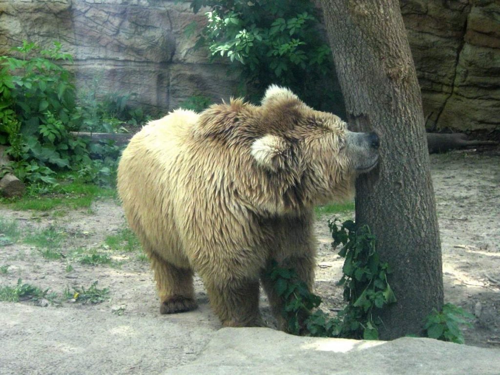 Как и все медведи, гобийский бурый на зиму залегает в спячку.