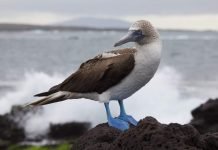 Голубоногая олуша — птица под охраной закона