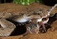 Как смертельные яды спасают жизнь: невероятные открытия ученых