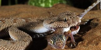 Как смертельные яды спасают жизнь: невероятные открытия ученых