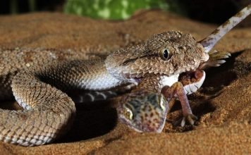 Как смертельные яды спасают жизнь: невероятные открытия ученых