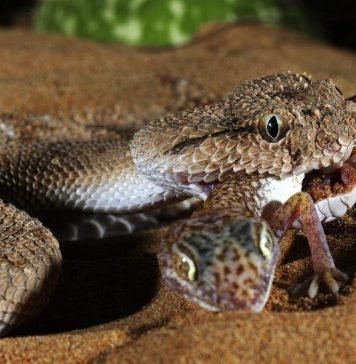 Как смертельные яды спасают жизнь: невероятные открытия ученых