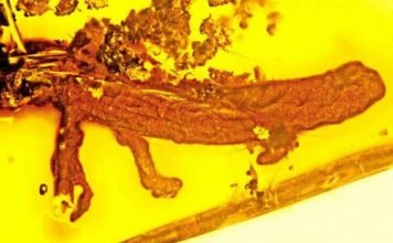 На Карибских островах впервые обнаружили следы саламандр