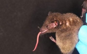 Ученые: в Боливии объявилась летучая мышь с самым длинным языком