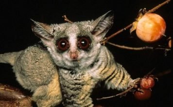 Южный малый галаго – крохотный пучеглазый примат