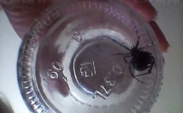 Пауки-каракурты наступают на Волгоград