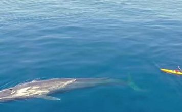 Каякер снял видео своего совместного плавания с синим китом