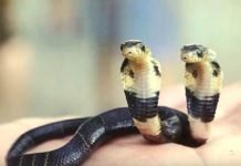 В Китае мужчина нашел кобру с двумя головами