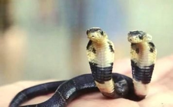 В Китае мужчина нашел кобру с двумя головами