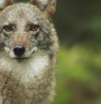 Койволк – волк + койот