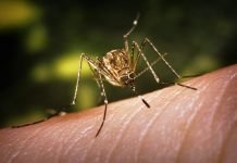 Ученые из Новосибирска предложили «бить» комаров грибами