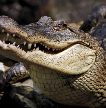 Ученые: крокодилы общаются друг с другом пением