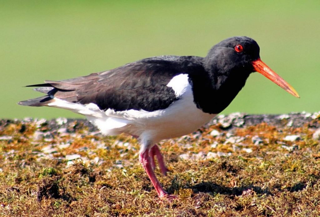 Кулик-сорока (Haematopus ostralegus).