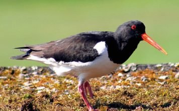 Кулик-сорока — символ Фарерских островов