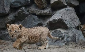 Самка лабрадора стала кормящей мамой для лигрят из Сочинского зоопарка