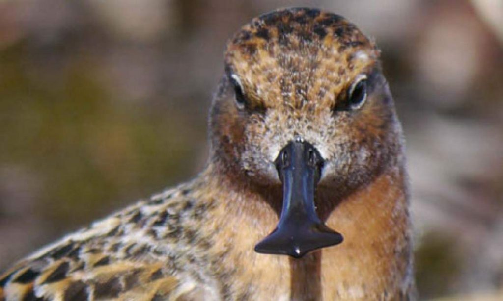 Лопатень (Eurynorhynchus pygmeus).