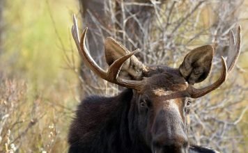 В ДТП с участием лося погибли двое человек