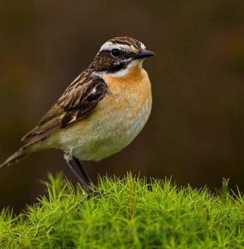 Луговой чекан — певчая мухоловка